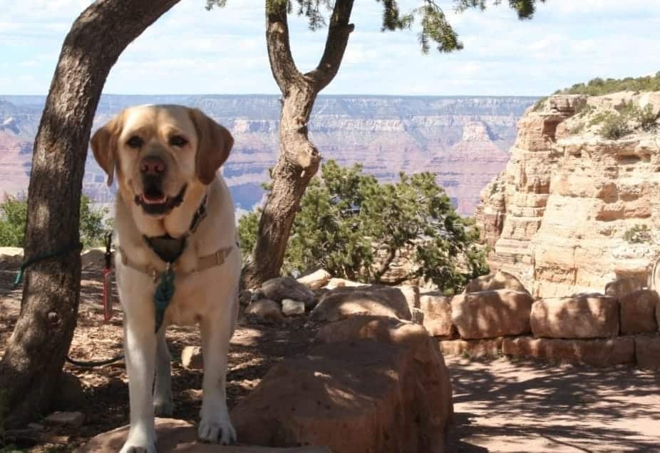 dog at Grand Canyon - Lscott