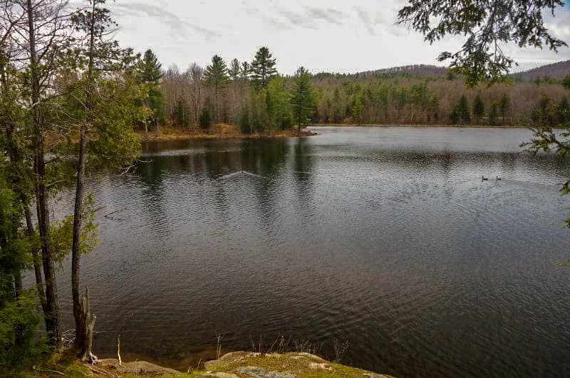 View of a lake with evergreen lining the banks.