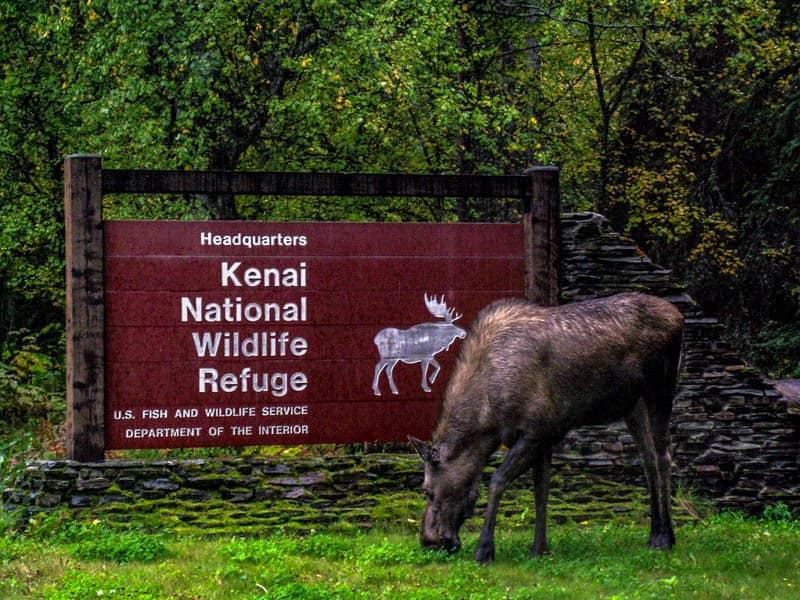 A moose grazes on green grass in front of the Kenai National Wildlife Refuge sign.