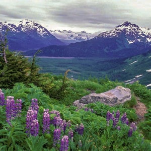 Purple lupin and lush shrubs fill the foreground with tall snow covered peaks in the background.