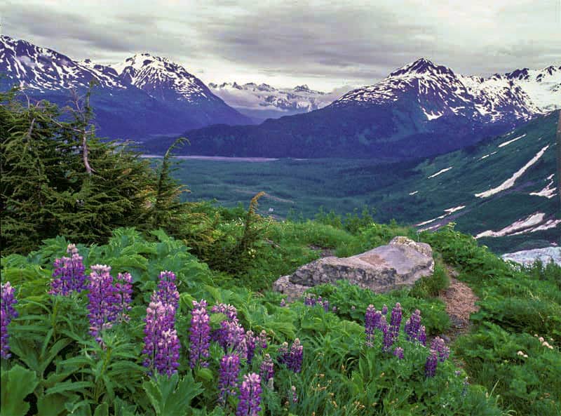 Purple lupin and lush shrubs fill the foreground with tall snow covered peaks in the background. 
