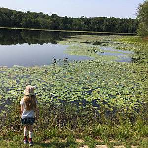 A child looks out from a trail across a vast pond covered in growing greenery with trees in the distance.