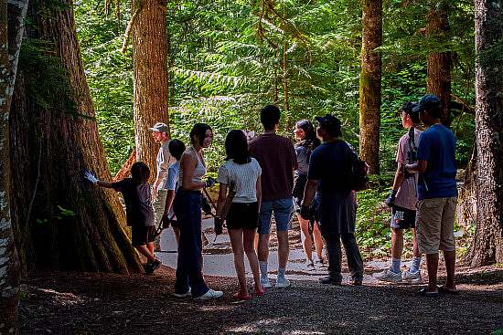 a group of youth stand in the shade of a giant evergreen tree