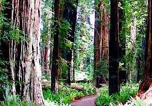 big trees & trail